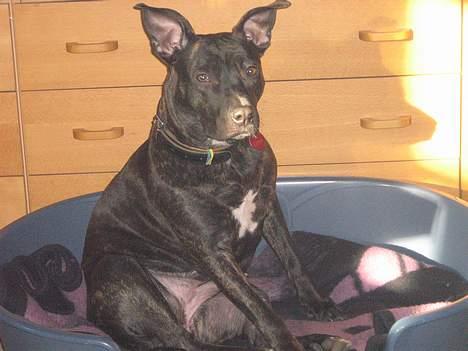 Amerikansk staffordshire terrier Luna - Dejlig kurv og dejlig sol.. billede 10