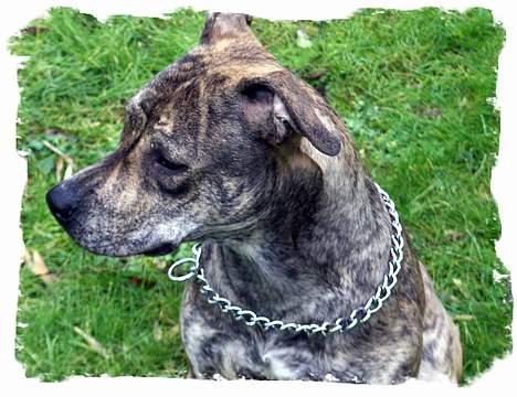 Amerikansk staffordshire terrier ¤ Nala ¤ (7Soveren) - Nala - 14/2-07 billede 8