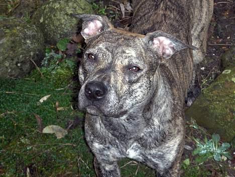 Amerikansk staffordshire terrier ¤ Nala ¤ (7Soveren) - Nala - "Hva vil du NUUU?!" billede 9