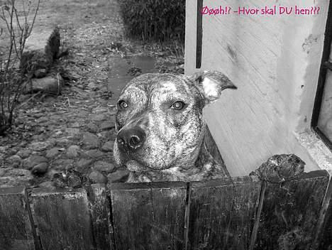 Amerikansk staffordshire terrier ¤ Nala ¤ (7Soveren) - Nala - "Øøøh!? Hvor skal DU hen???" billede 10