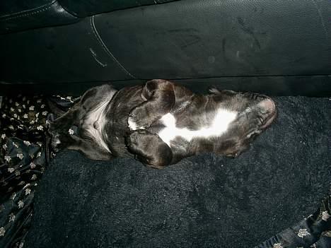 Staffordshire bull terrier Gismo billede 12