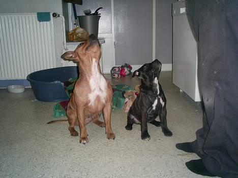 Staffordshire bull terrier Gismo billede 13