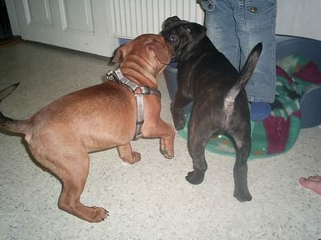 Staffordshire bull terrier Gismo - >>NYT<<  her var min søster Gucci lige forbi en tur... billede 14