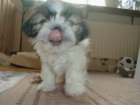 Shih tzu Fiona billede 12