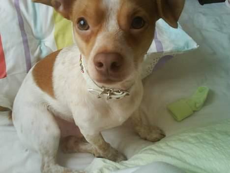 Blanding af racer *~Hercules~* billede 9