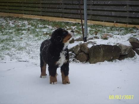 Berner sennenhund Figo - "Sne ? Hvad er det?" billede 10