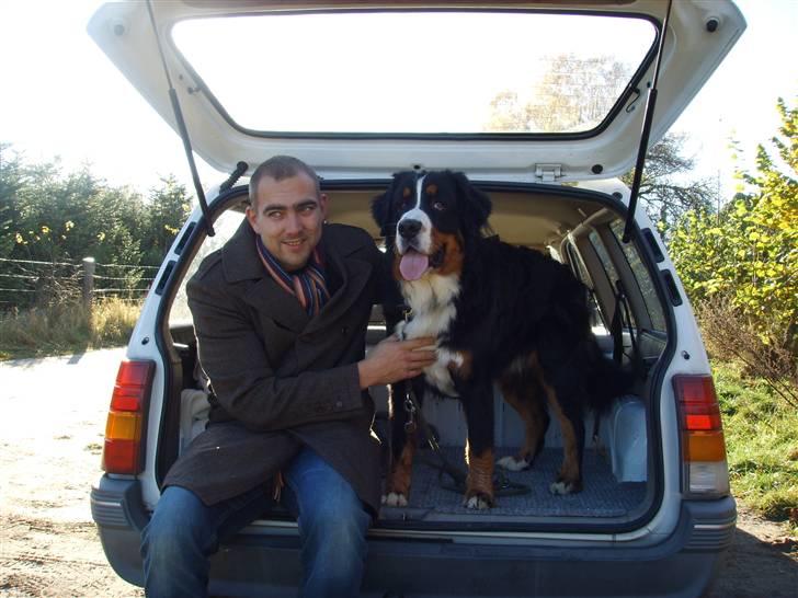 Berner sennenhund Figo billede 11