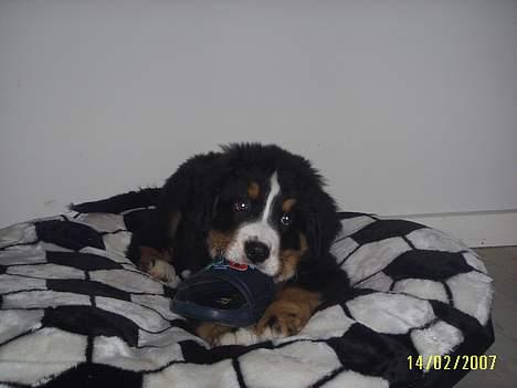 Berner sennenhund Figo - "Jeg har vidst taget noget jeg ikke må" billede 12