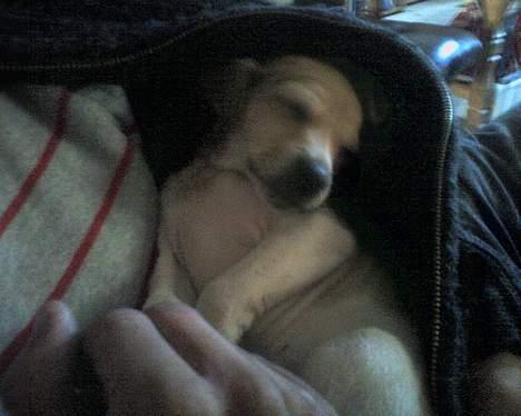 Dansk svensk gaardhund Futte - Den er kun få dage gammel , den ligger i min "fars" jakke .. Sådan der lå han hos alle da den var baby .. :) billede 8