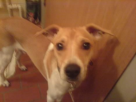 Dansk svensk gaardhund Futte - Sådan ser så ud i hans lille hovede , når han kigger på en .. Sikke et ynkeligt syn .. Rigtig nuttet kan han os se ud ;) billede 9