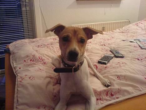 Dansk svensk gaardhund Futte - Han ser viildt nysgerrig og lyttende ud her .. den er rigtig fotogen den lille Futte billede 10