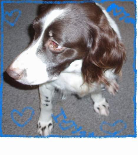 Kleiner münsterländer gina R.I.P :'( - hej hunde jeg elsker mit liv billede 13