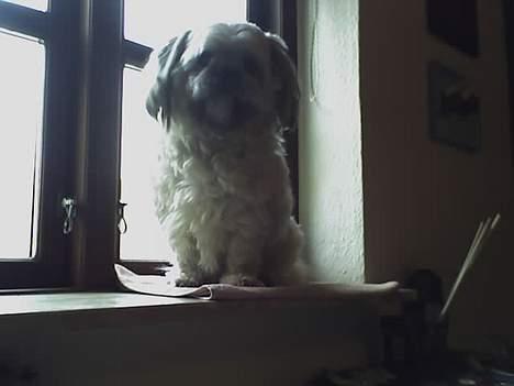 Shih tzu LUI - LUI på sin udkigs post billede 9