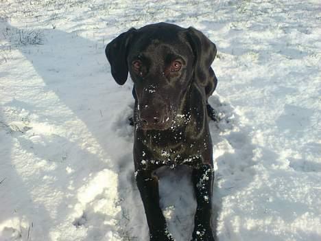 Labrador retriever Micky F1 billede 2