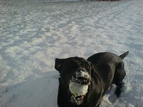 Labrador retriever Micky F1 billede 3