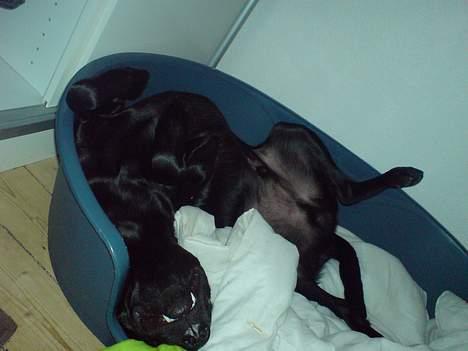 Labrador retriever Micky F1 billede 4