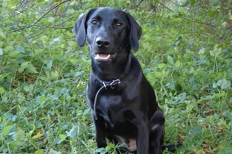 Labrador retriever Micky F1 - Billeder af hunde - Uploaded ...