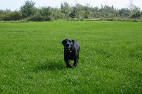 Labrador retriever Micky F1 billede 8