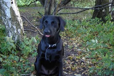 Labrador retriever Micky F1 billede 12