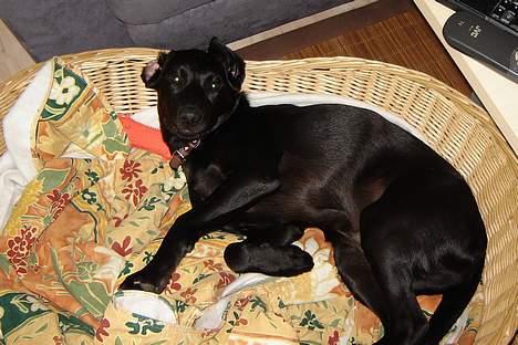 Labrador retriever Micky F1 billede 13