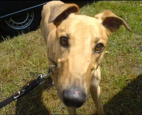 Greyhound Amber Jack *2007* - Når han ser mest sød ud! billede 1