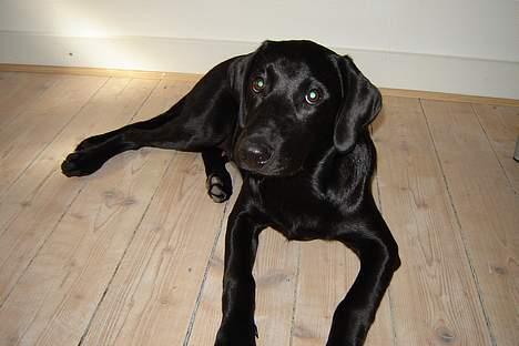 Labrador retriever Micky F1 billede 17