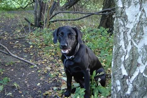 Labrador retriever Micky F1 billede 18