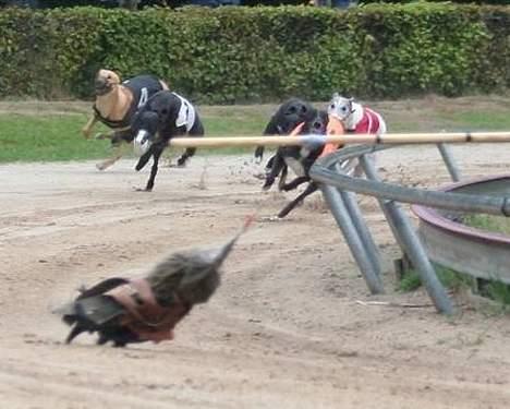 Greyhound Amber Jack *2007* - Amber Jack, med sort dækken nr. 4,  til løbe i Holland. billede 2