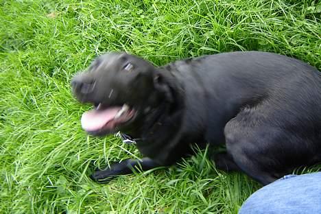 Labrador retriever Micky F1 billede 20