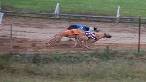 Greyhound Amber Jack *2007* - Lige fra box, med dækken nr 6.  billede 3