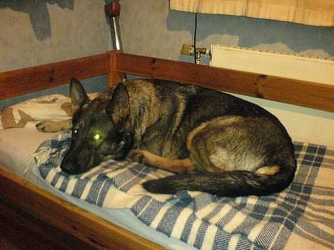 Schæferhund Viki (Bayogi Vefa) - har jeg ikke uhyggelige øjne? billede 16