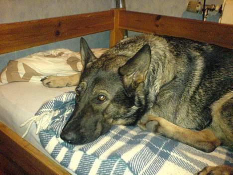 Schæferhund Viki (Bayogi Vefa) - lad mig nu slappe af. billede 17