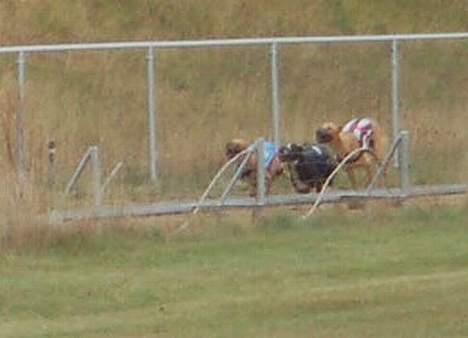 Greyhound Amber Jack *2007* - Amber Jack med dækken nr. 6 billede 5