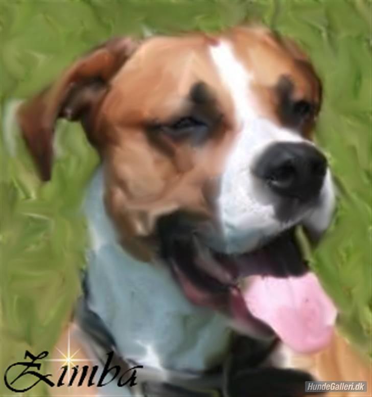 Blanding af racer Amerikansk -bulldog Zimba - amanda og mig skal ud og gå billede 5