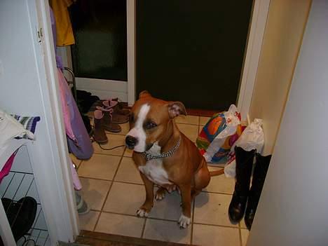 Blanding af racer Amerikansk -bulldog Zimba - amanda er lige kommet på besøg billede 6