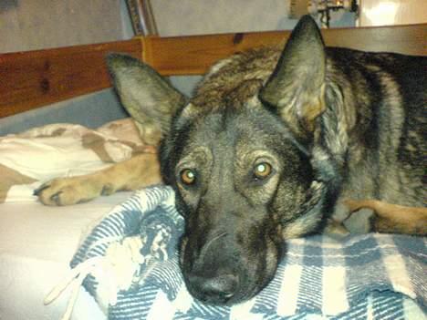 Schæferhund Viki (Bayogi Vefa) - jeg kan da godt være fotogen,,, billede 18