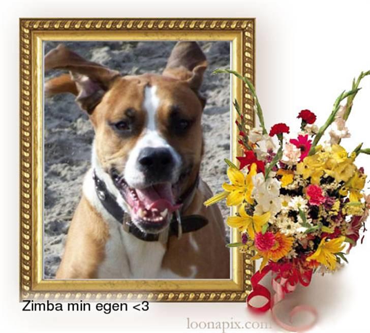 Blanding af racer Amerikansk -bulldog Zimba billede 7