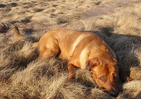 Blanding af racer Maximus - Maximus sommeren 2006 på Agersø billede 7