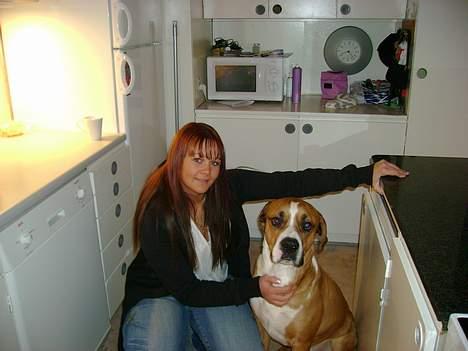 Blanding af racer Amerikansk -bulldog Zimba - mig og maria igen billede 8