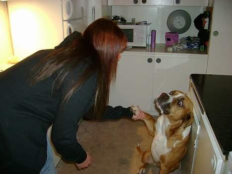 Blanding af racer Amerikansk -bulldog Zimba - jeg kan også give pote. billede 9