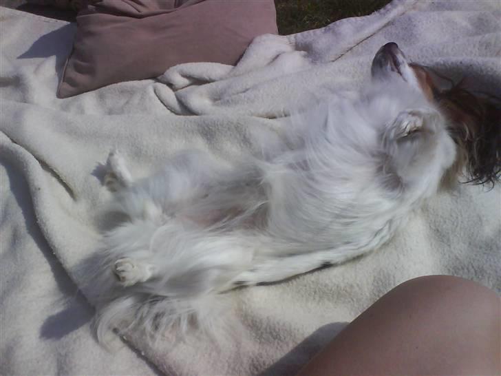 Papillon muddi. Aflivet. - muddi slikker sol (: billede 12