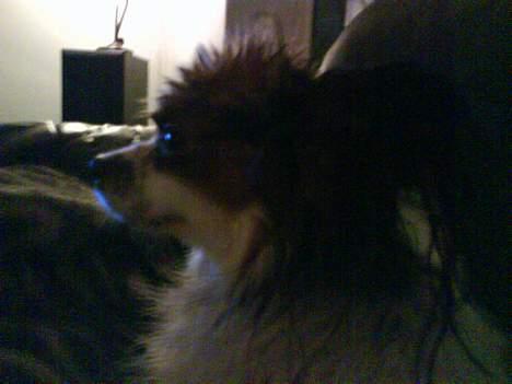 Papillon muddi. Aflivet. - lille rocker hund :P billede 15