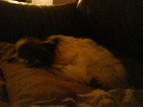 Papillon muddi. Aflivet. - hun putter, efter et "grimt" bad (: billede 16