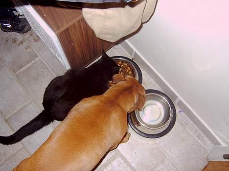 Staffordshire bull terrier zaki billede 8