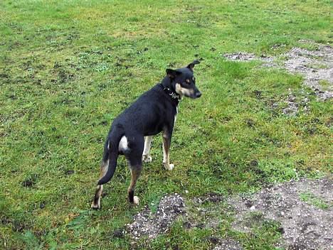 Blanding af racer Buller billede 10