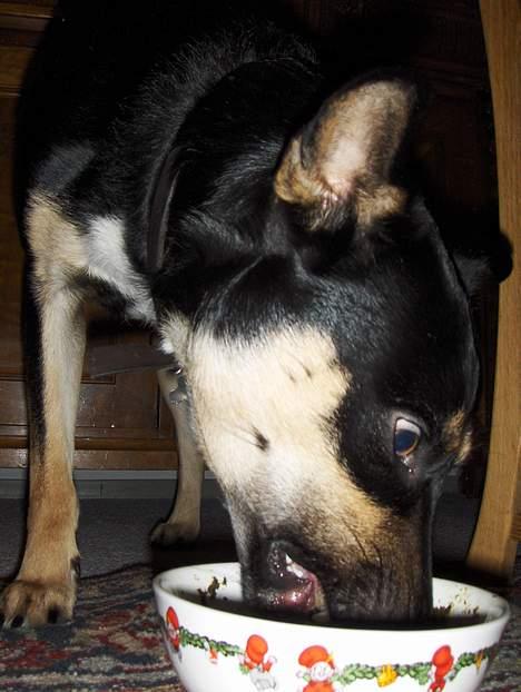 Blanding af racer Buller billede 11