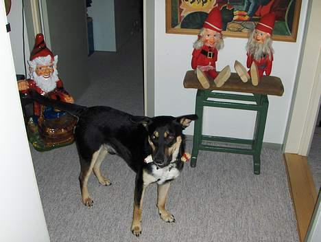 Blanding af racer Buller billede 12