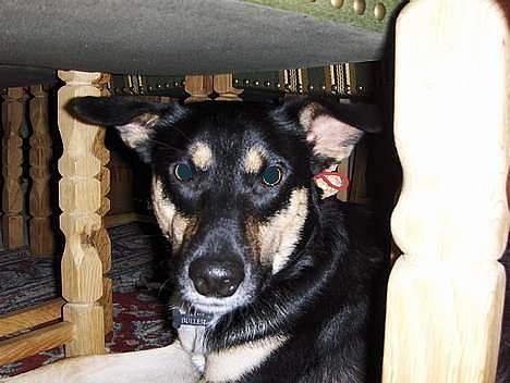 Blanding af racer Buller billede 13