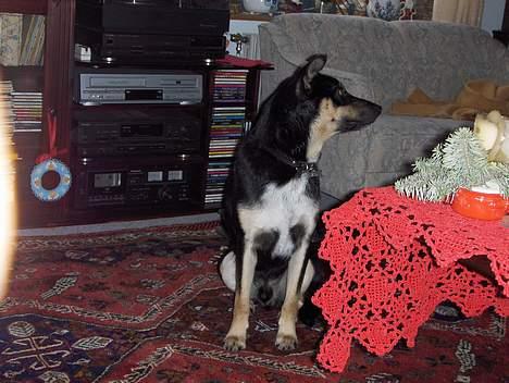 Blanding af racer Buller - Hov hva sker der derinde...... billede 14