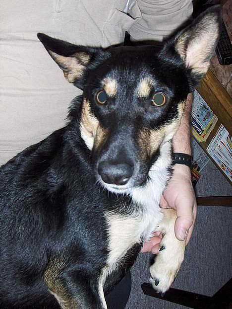 Blanding af racer Buller billede 15